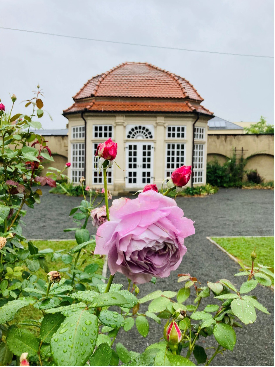 Novalisrose und Pavillon im Garten des Novalishauses für Lesungen und Konzerte in Weißenfels . Die außergewöhnliche leicht bläuliche Blütenfarbe symbolisiert eine Anspielung auf das zentrale Symbol der Romantik, die Blaue Blume, die für Liebe und Sehnsucht und letztendlich für das Streben nach dem Unendlichen steht. 