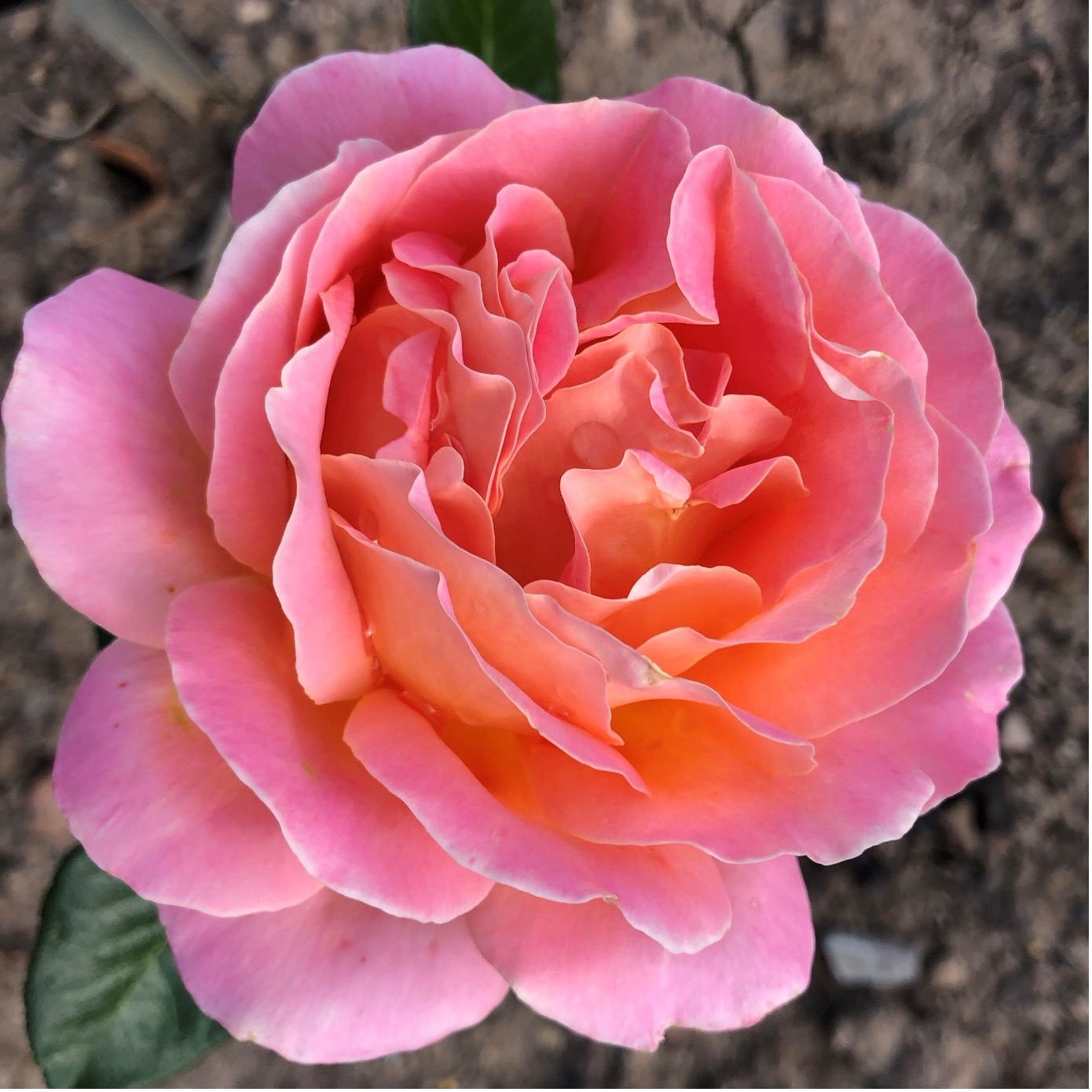 Die Symbolik der Rose im Sufismus und Märchen über Rosen waren Themen bei dem Treffen mit Murids im Rosarium Sangerhausen.